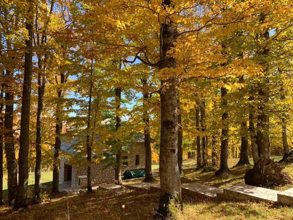 Виллы Green Forest Жабляк
