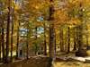Виллы Green Forest Жабляк-6